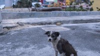 Potret La Perla yang luluh lantak, dengan seekor anjing dalam frame. Tampak juga jalanan yang kosong melompong (Getty Images)
