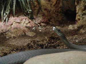 Cukup 2 Tetes Bisa Black Mamba untuk Matikan Manusia