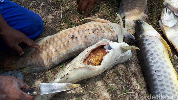 Arwana Si Ikan Mahal, Mati di Kolam Keruh Pinggir Proyek Tol - Foto 2