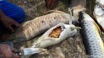 Arwana Si Ikan Mahal, Mati di Kolam Keruh Pinggir Proyek Tol