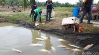 Foto: Arwana-arwana mahal ini mati (Chaidir Anwar Tanjung/detikcom)