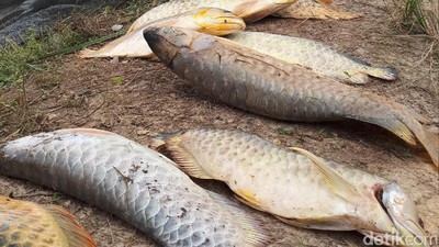 Arwana Si Ikan Mahal, Mati di Kolam Keruh Pinggir Proyek Tol