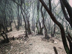 Hutan Instagramble di Jawa Barat