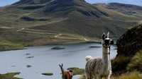 Rencananya, Stanziano ingin menyewa pemandu lokal untuk memandu traveler. Selain itu, komunitas lokal pun ingin diberdayakan untuk menghidupkan kembali jalur ini (BBC Travel)