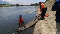 Buaya itu juga sempat ditembaki polisi. Karena tidak bereaksi sebagaimana mahluk hidup petugas pun mendekati buaya itu dan terbukti itu hanya mainan.