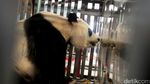 Foto: Ni Hao! 2 Panda Lucu China Mendarat di Jakarta