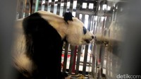 Kedua panda tersebut berusia 7 tahun.