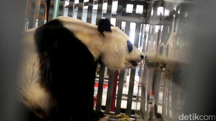 Dua giant panda yang didatangkan dari China akhirnya tiba di Indonesia, Kamis (28/9/2017). Kedua panda ini akan ditempatkan di taman Safari Bogor, Jawa Barat.