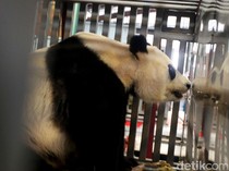 Pengunjung Taman Safari Bogor Naik 20% di Libur Lebaran