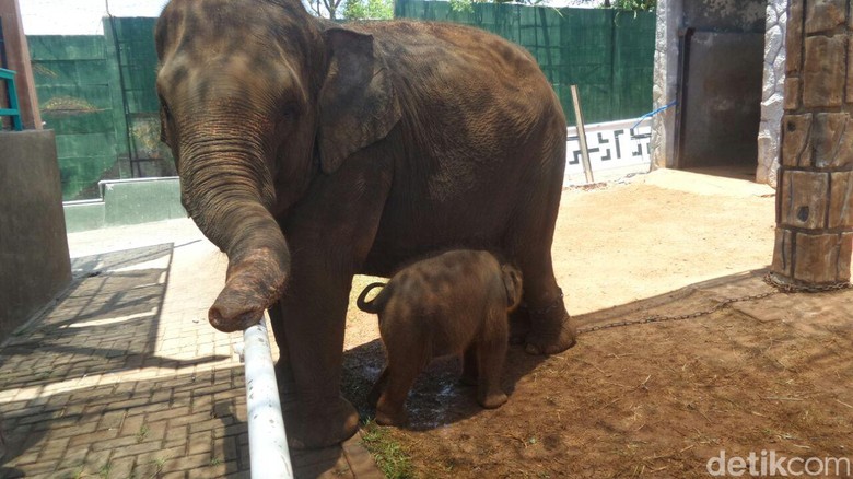 Unduh 95 Koleksi Gambar Gajah Dan Nama Latinnya Terbaru 