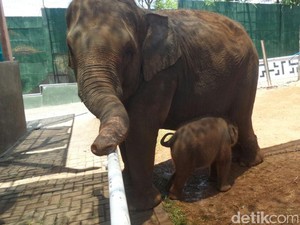 Bayi Gajah Sumatera jadi Penghuni Baru Maharani Zoo & Goa