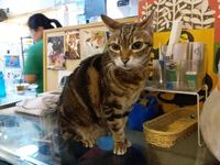 Kafe kucing yang unik di Hong Kong.