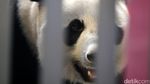Foto: Ni Hao! 2 Panda Lucu China Mendarat di Jakarta