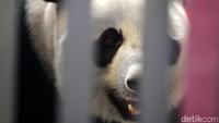 Kedua panda itu ditampilkan di Terminal Kargo Garuda Indonesia sekitar pukul 09.40 WIB. Keduanya dimasukkan ke dalam 2 kandang berbeda.