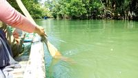 Petualangan di Sungai Cigenter pun digadang seperti Amazonnya Indonesia (Bahtiar/detikTravel) 