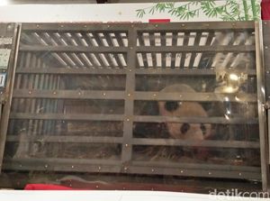Menteri Siti dan Raline Shah Sambut 2 Giant Panda dari China