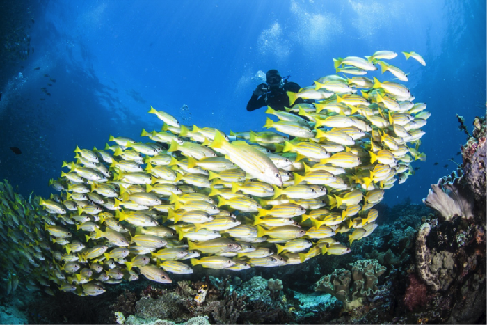 Setelah Dive Center, Ada Marina di Tanjung Lesung