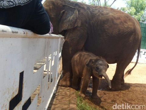 Bayi gajah di samping induknya/
