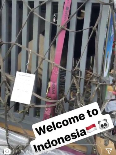 Keseruan Raline Shah Sambut Dua Giant Panda dari China