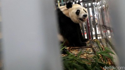 Foto: Ni Hao! 2 Panda Lucu China Mendarat di Jakarta