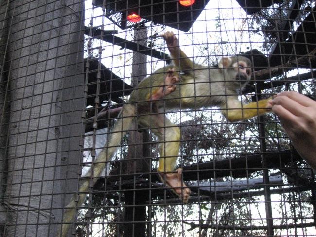 Hugh Hefner memiliki kebun binatang pribadi yang berada di halaman rumah. Berbagai satwa eksotis ada di sini mulai dari burung merak, bangau hingga nuri. Ada pula kandang raksasa yang memuat 100 monyet tupai. Foto: Istimewa