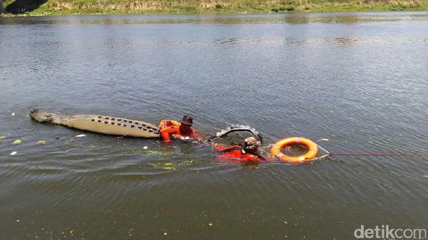 Buaya palsu ditarik dari Kali Porong