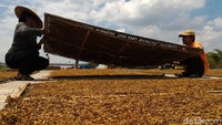 Menurut Sundimin, dari Desa Wonodoyo, Kecamatan Cepogo, harga tembakau saat ini sedang bagus. Untuk tembakau rajangan kualitas terbaik mencapai Rp 70 ribu/kg.