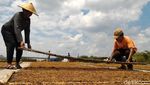 Petani Tembakau Mengejar Matahari