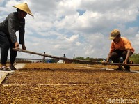 Pengusaha Protes Cukai Rokok Naik, Jokowi Dituding Tak Peduli Petani