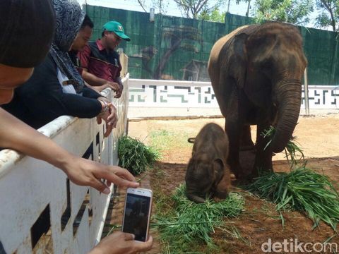 Bayi gajah terlihat menyusu induknya/