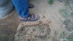 Penampakan Jejak Misterius Bigfoot yang Bikin Heboh Dunia