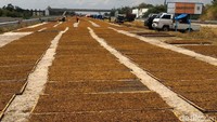 Para petani tembakau mencari sinar panas matahari untuk mengeringkan tembakau rajangan miliknya. Areal lapang di wilayah Kecamatan Boyolali Kota, Kecamatan Mojosongo, Teras dan bahkan jalan tol Solo-Kertosono (Soker) di Kecamatan Banyudono menjadi tempat pilihan untuk menjemur tembakau.