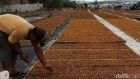 Di proyek jalan tol Soker, mulai dari pintu tol Ngasem hingga wilayah Desa Denggungan, Kecamatan Banyudono terlihat hamparan tembakau rajangan yang sedang dijemur.