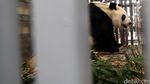 Foto: Ni Hao! 2 Panda Lucu China Mendarat di Jakarta