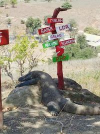 Saat Komodo Galau