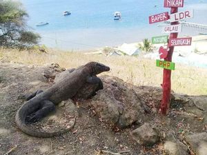 Ada Isu Komodo Stres, Ini Tanggapan Menteri Pariwisata