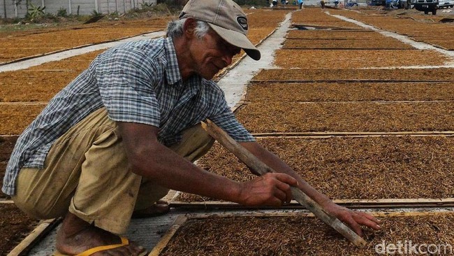 Pengusaha Protes Cukai Rokok Naik, Jokowi Dituding Tak Peduli Petani