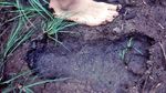 Penampakan Jejak Misterius Bigfoot yang Bikin Heboh Dunia