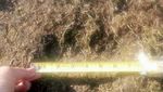 Penampakan Jejak Misterius Bigfoot yang Bikin Heboh Dunia