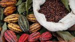 Sering Lupa? Ini 8 Makanan yang Baik Dikonsumsi untuk Perkuat Daya Ingat