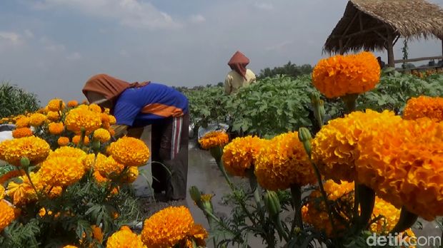 Yuk Tengok Eksotisme Taman Pembibitan di Jombang 