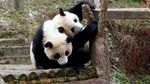 Panda, Diplomat China yang Paling Menggemaskan