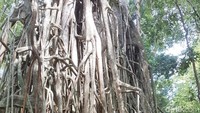 Yang menarik, di hutan Pulau Peucang ada pohon raksasa rimba berbatang besar. Konon, pohon ini tetap ada di kawasan Ujung Kulon meskipun pernah diterjang letusan Gunung Krakatau (Bahtiar/detikTravel)