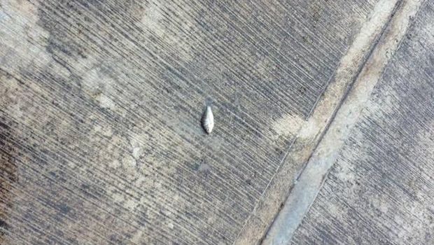 Aneh tapi Nyata, Hujan Ikan Turun di Meksiko