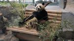 Panda, Diplomat China yang Paling Menggemaskan