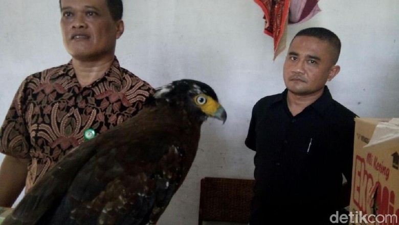 Keterlaluan! Elang Langka Dijual Lewat Facebook di Serang Keterlaluan! Elang Langka Dijual Lewat Facebook di Serang
