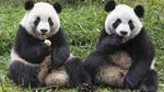 Panda, Diplomat China yang Paling Menggemaskan