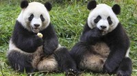 Dua panda menggemaskan itu tiba di Kuala Lumpur International Airport pada 21 Mei 2014 dan ditempatkan di National Zoo of Malaysia (Zoo Negara). 