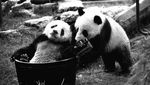 Panda, Diplomat China yang Paling Menggemaskan