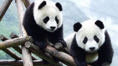 Panda, Diplomat China yang Paling Menggemaskan